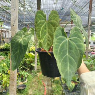 Anthurium Papillilaminum Hybrid หน้าวัวใบ ลูกผสม ต้นที่ 3