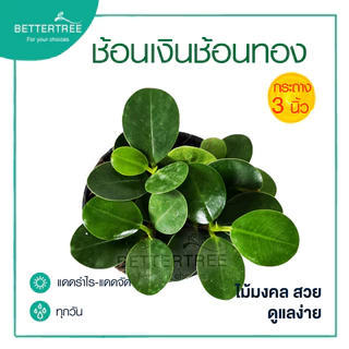 ช้อนเงินช้อนทองแคระ กระถาง 3 นิ้ว🪴 ไม้ฟอกอากาศ ไม้ในร่ม