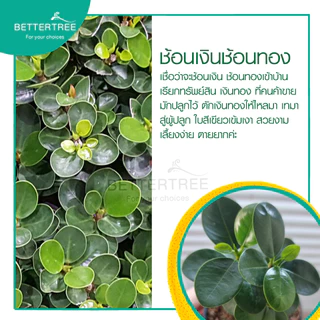 ช้อนเงินช้อนทองแคระ กระถาง 3 นิ้ว🪴 ไม้ฟอกอากาศ ไม้ในร่ม