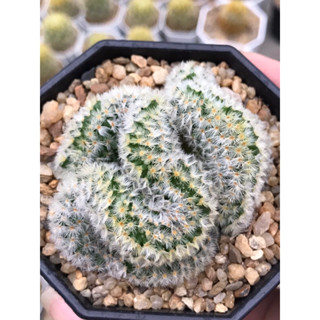 คามิเน่คริส mammillaria carmenae cristata