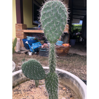 Opuntia  pailana แพดใหญ่