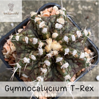 ยิมโนหน้ายับ ไม้ชำ ทีเร็กซ์ ( ต้นกระบองเพชร Gymnocalycium )