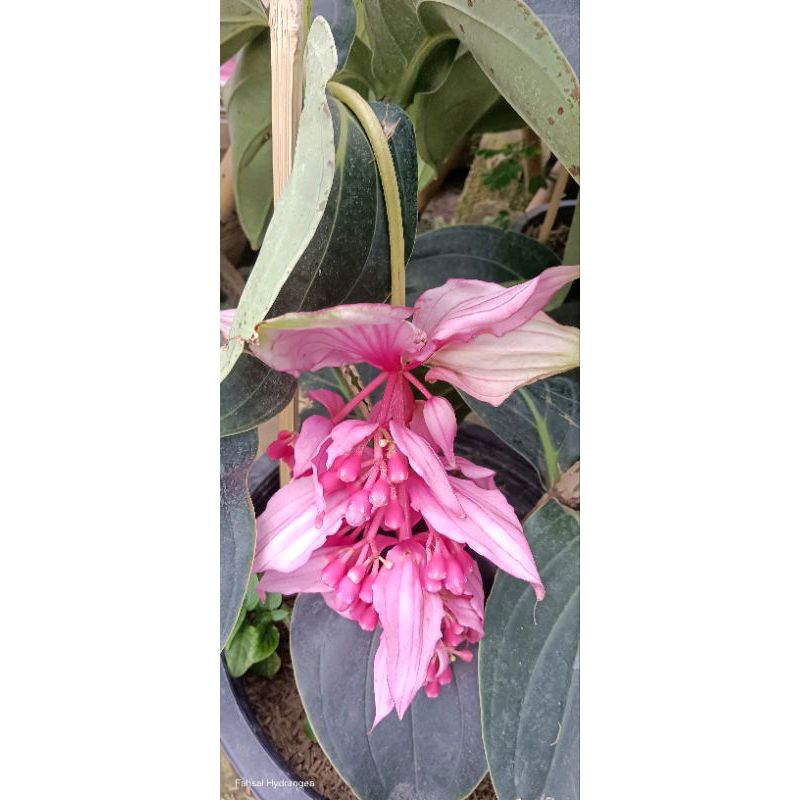 ต้นไข่มุก🌺🪷🌸ราชินี ดอกใหญ่