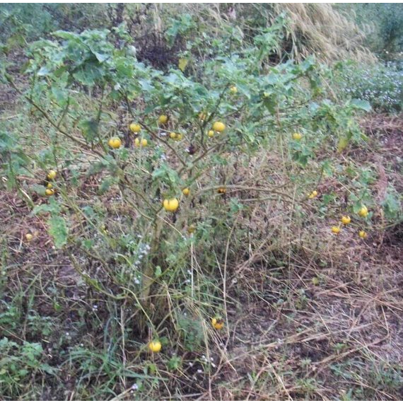 ต้นกล้า มะเขือแจ้  ต้นกล้าละ 9  บาท พร้อมปลูก ซื้อ 10แถม2 - รูปที่ 4