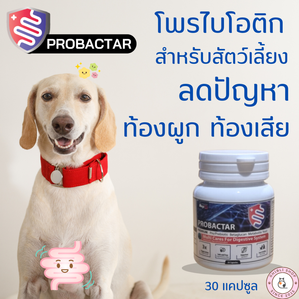 ส่งฟรี PROBACTAR โปรไบโอติกแมว และสุนัข ช่วยลดอาการ ท้องเสีย ท้องผูก ถ่ายเหลว ปรับสมดุลลำไส้ ลดภูมิแ