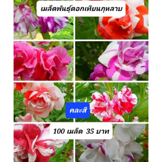 เมล็ดดอกเทียนซ้อนคละสี 100 เมล็ด เทียนกุหลาบ เพาะง่าย ขึ้นไว ดอกสวย