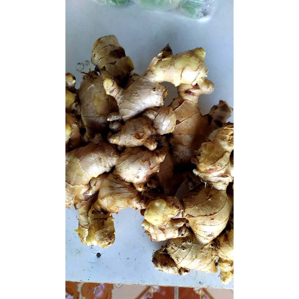 ต้นพันธุ์ ขิงแดง พร้อมปลูก ถุงละ 59 บาท