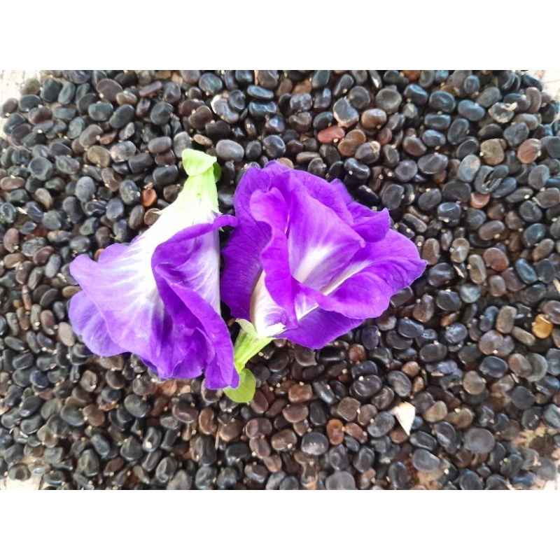 เมล็ดดอกอัญชัน5ซ้อน 25 เมล็ด 30 บาท