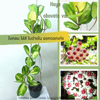 Hoya obovata var.  โฮย่าโอโบวาต้า ใบด่าง ไม้สะสม ใบสวย ดอกสวย