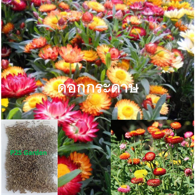 ดอกกระดาษ บานไม่รู้โรยฝรั่ง คละหลายสี ซองใหญ่ 2,500 เม็ด คุณภาพส่งออก