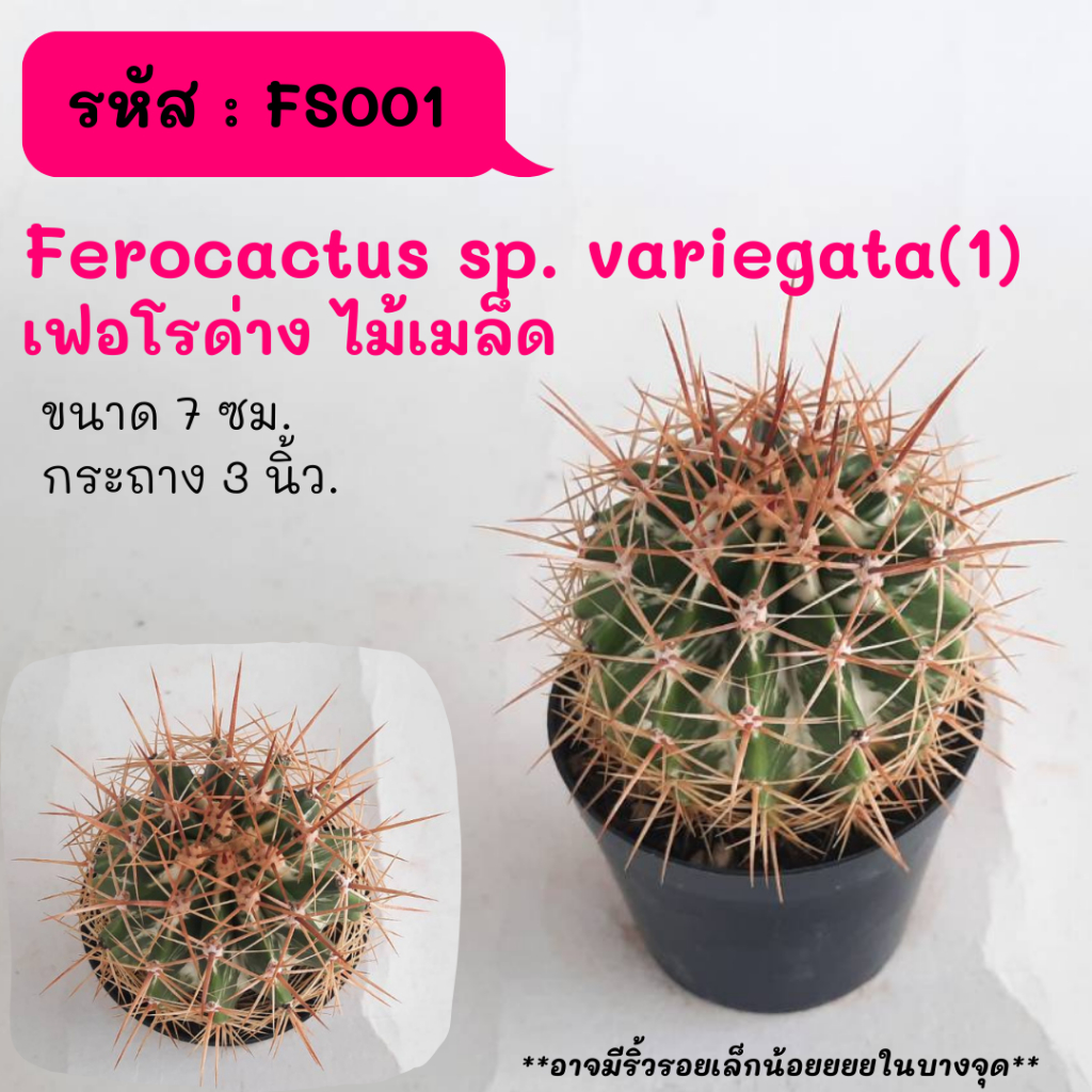 FS001 Ferocactus sp. variegata(1) เฟอโรด่าง ไม้เมล็ด cactus กระบองเพชร แคคตัส กุหลาบหิน พืชอวบน้ำ