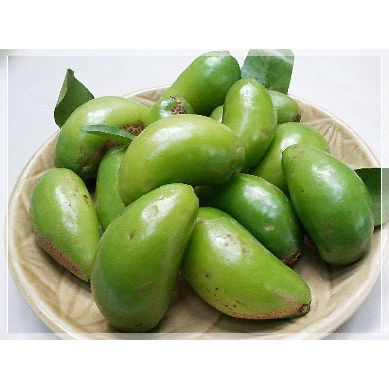 ต้นพันธุ์ มะดัน  ต้นละ 49 บาท