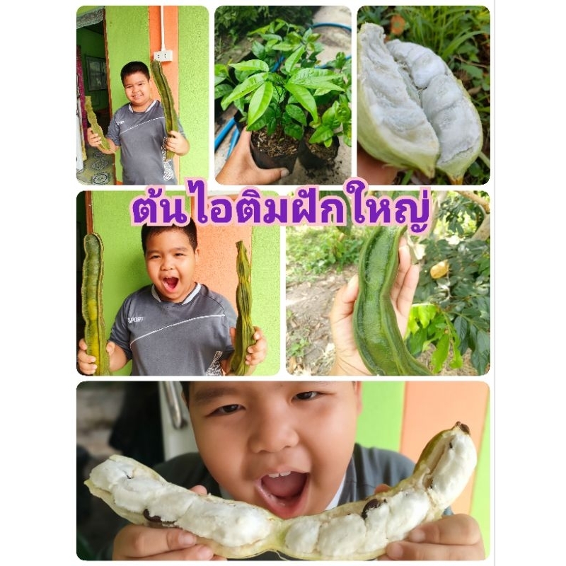 ต้นไอติมฝักใหญ่ เพาะเมล็ด ขนาดต้นสูง 25-30เซนติเมตร