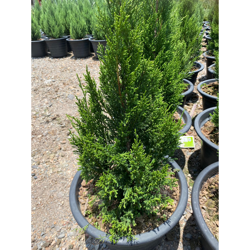 ต้นสนทรายเงิน ไม้มงคล Juniperus scopulorum ต้นสนทรงคริสต์มาส ความสูง80-100cm