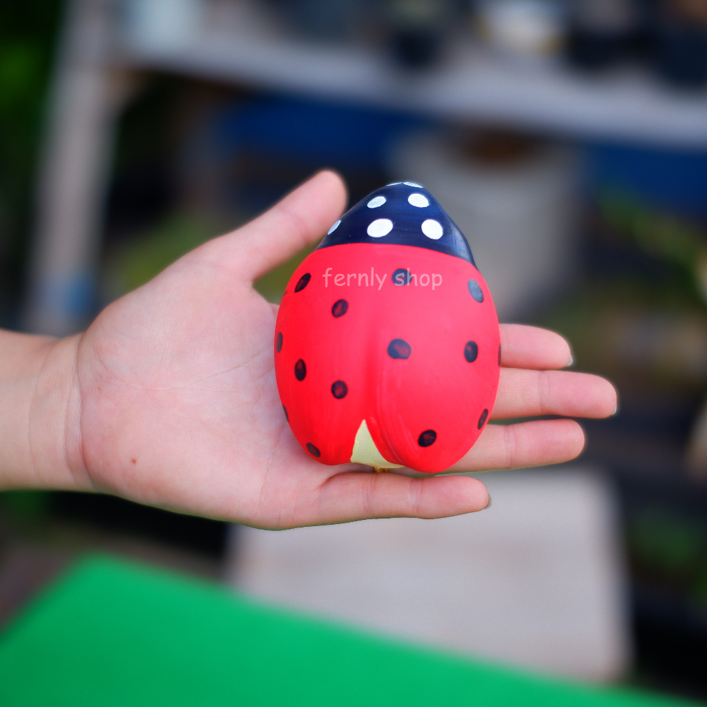 แมลงเต่าทองเชรามิก เต่าทองเกาะ ต้นใม้ - รูปที่ 2