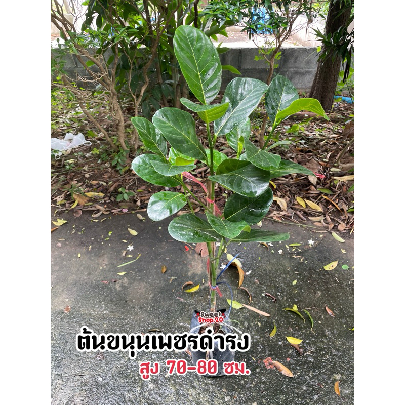 ต้นขนุนเพชรดำรง (กิ่งทาบ) มีข้อเด่นคือ ยวงใหญ่ เนื้อสุกไม่เละ รสชาติหวานกรอบ มีกลิ่นหอมอร่อยมาก