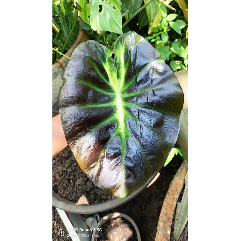 Colocasia Itim Kati(ไอติมกะทิ)
