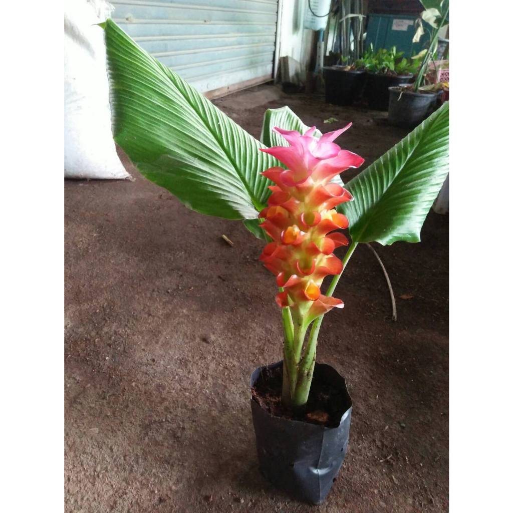 ต้นดอกกระเจียวสีส้ม  มีหัวรากพร้อมปลูกในถุงดำ  39 บาท