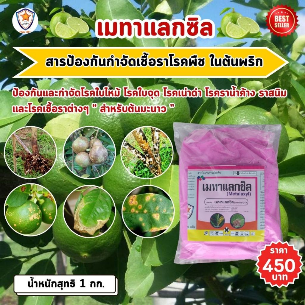 มะนาวรากเน่าโคนเน่า ราดำ ราแป้ง ใบไหม้ กำจัดด้วย เมทาแล็กซิล และ เร่งฟื้นฟู ด้วยปุ๋ยสตาร์เฟอร์30-20-5 สำหรับพืชทุกชนิด