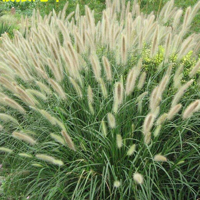🌾20ต้น แถม 15 ต้น หญ้าประดับ หญ้าน้ำพุดอกสีขาว หญ้าแดงแม็กซิกัน ขุดสด รากเยอะ ส่งแบบหุ้มตุ้ม ปลูกง่าย เป็นไม้ทนแดด สวย