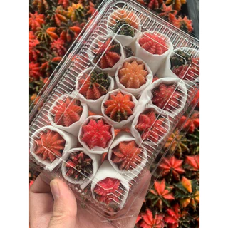 กล่องสุ่ม❗️❗️ Cactus ยิมโนด่าง ไม้เมล็ด 8 ต้น และ 15 ต้น ด่างเยอะ ต้นจิ๋วน่ารัก 1.5-2.5 cm.