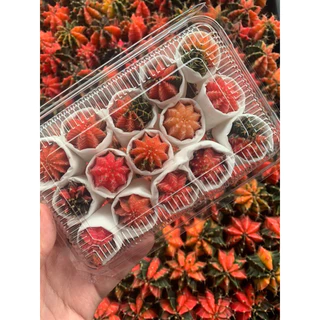 กล่องสุ่ม❗️❗️ Cactus ยิมโนด่าง ไม้เมล็ด 8 ต้น และ 15 ต้น ด่างเยอะ ต้นจิ๋วน่ารัก 1.5-2.5 cm.