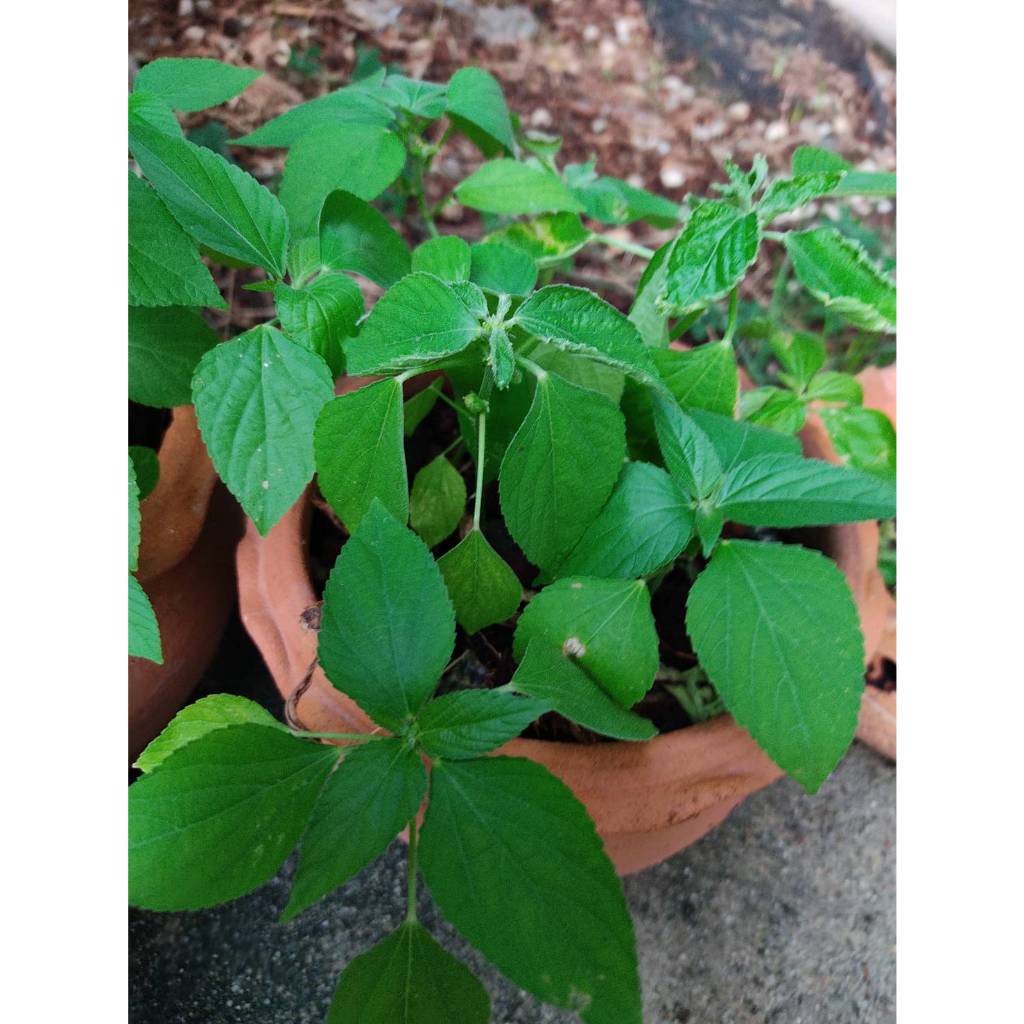 ต้นพันธุ์ตำแยแมว ถุงดำ 29บาท พร้อมปลูก สำหรับน้องแมว - รูปที่ 5