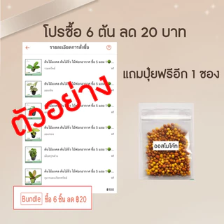 ต้นไม้มงคล ต้นไม้ฟอกอากาศ🪴 (ซื้อ 6 ต้นลด 20 บาท)ชุด 1 ^แถมฟรีปุ๋ยออสโมโค้ท^