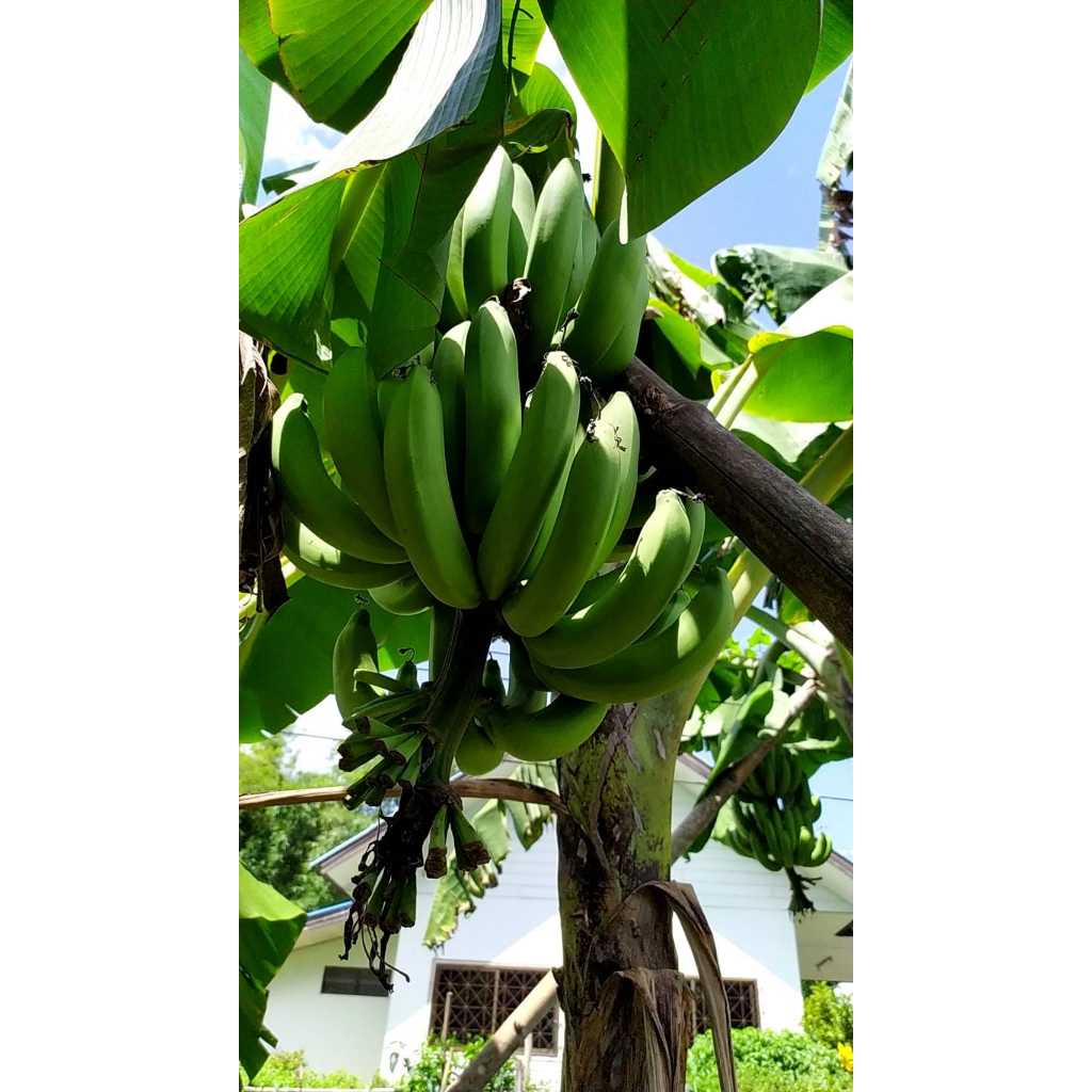 หน่อกล้วยหอมทอง จากสวนที่บ้าน พันธุ์แท้จากธรรมชาติ 29 บาทต่อ 1 หน่อ ตัดใบส่ง - รูปที่ 2