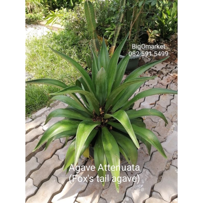 (ขนาดพุ่ม70​ซม.)​ ต้นอากาเว่ ปากนกแก้ว / Agave attenuata / Fox’s Tail, Lion’s Tail, Swan’s Neck Agave