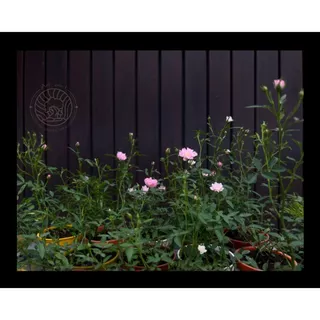 กุหลาบแคระญี่ปุ่น โฮโฮอิเมะ กุหลาบแฟรี่ กระถาง 3"นิ้ว mini fairy rose / hohoemi rose