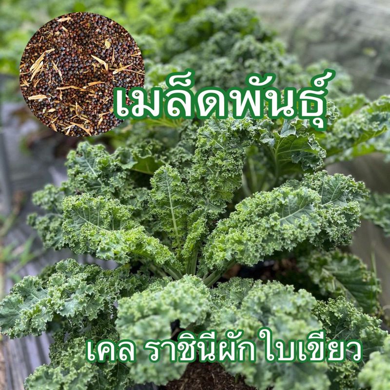 เมล็ดเคลใบหยิก คะน้าเคลใบหยิก เคลใบหงิก Kale เมล็ดเกรดแท้นำเข้าอเมริกา มีบริการเก็บเงินปลายทาง