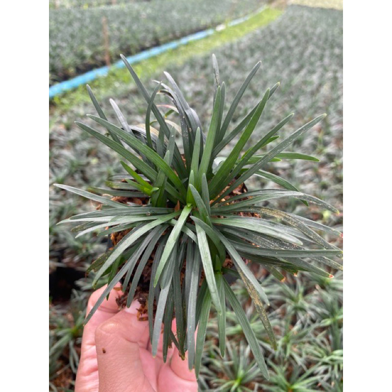 ต้นหนวดประดุก หนวดปลาดุกแคระ ต้นหนวดปลาดุกแคระ ขั้นต่ำ 10 ต้น