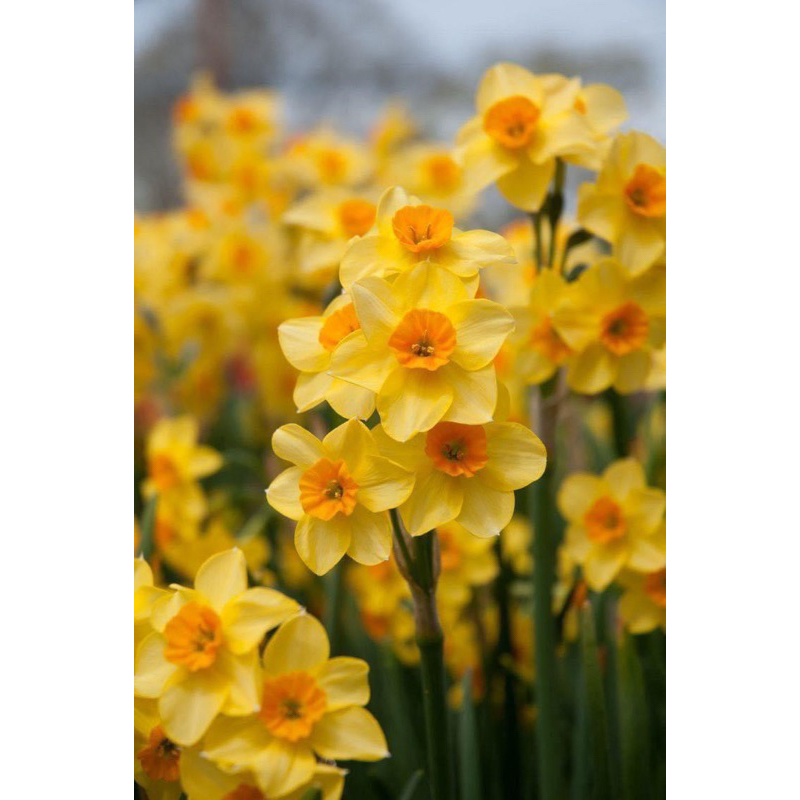 ดารารัตน์หรือแดฟโฟดิล Daffodill มาใหม่