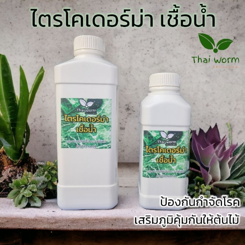 ไตรโคเดอม่า จุลินทรีย์กำจัดเชื้อรา