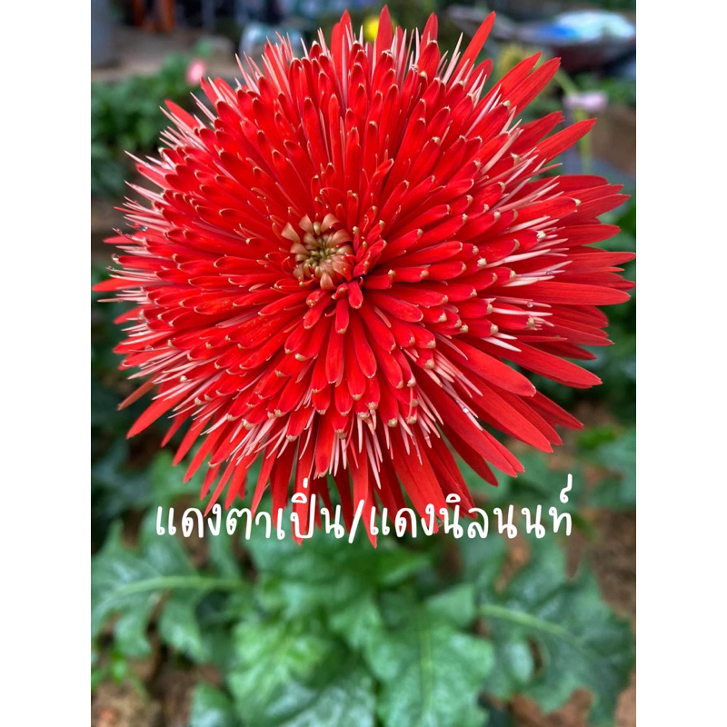 เยอบีร่าพันธุ์ไทยกระถาง 6” สีแดงตาเปิ่น 🌸🪴