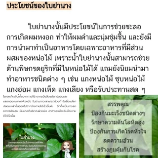 สบู่สมุนไพร สูตรหมอเขียว สวนป่านาบุญ แพทย์วิถีธรรม