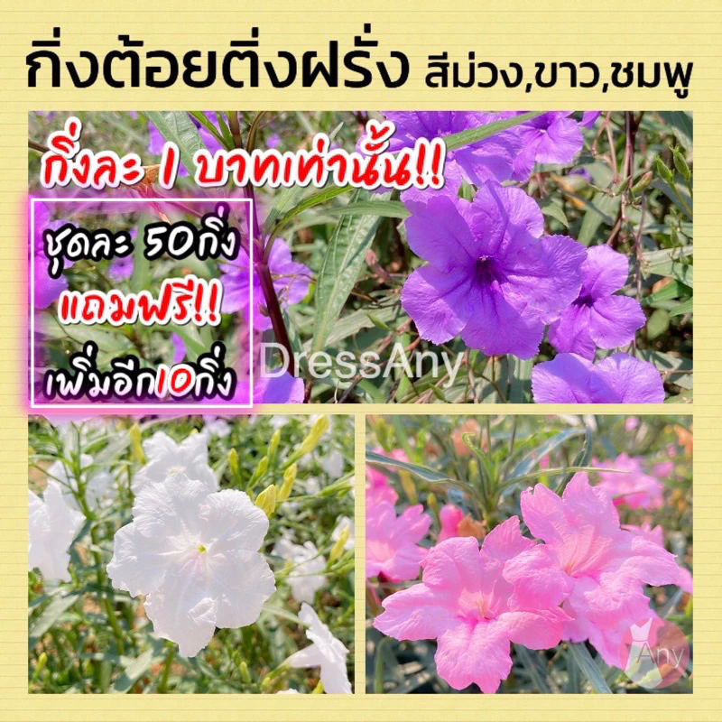 กิ่งต้อยติ่งฝรั่ง ดอกสีม่วง ขาว ชมพู ฟ้าประทานพร คละสีได้ กิ่งตัดสด ชุด50กิ่ง แถม10++