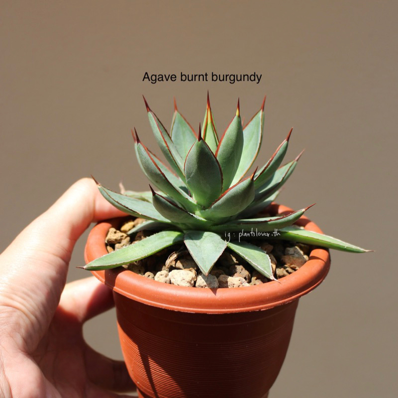 Agave 'Burnt Burgundy' (หน่อชำมีราก ขนาด 7-10cm)