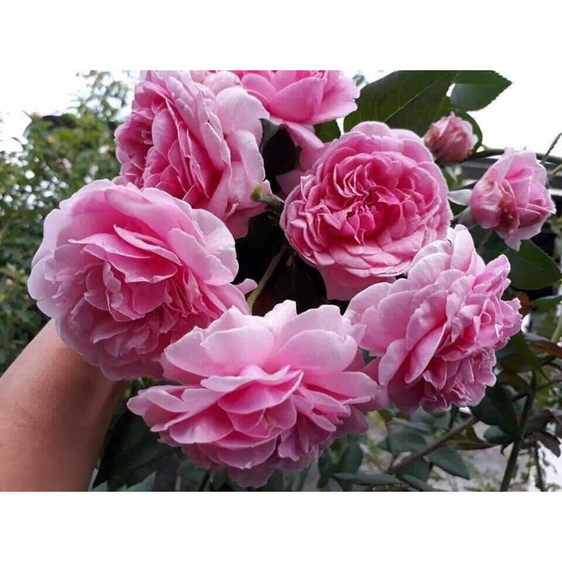 กุหลาบ-บิชอป คาสเทิล Bishop's castle  สีชมพู หอมแรง เลี้ยงง่าย ทนมาก