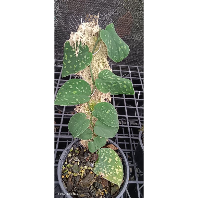 scindapsus snake scale