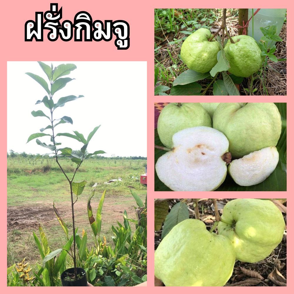 (2ต้น)🌾ฝรั่งกิมจู ต้นกิ่งตอน ปลูกง่าย โตไว ความสูง 45 ซม.🌿