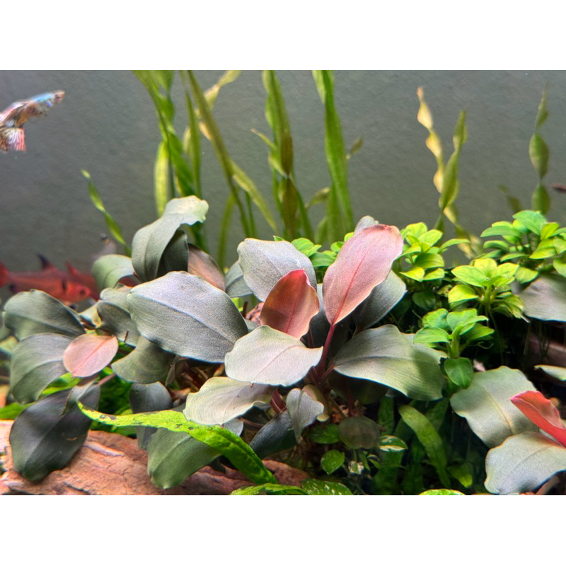 บูเซ็บ​ เรดดราก้อน​ bucep​ reddragon​เลี้ยงชื้น(แบบกอใหญ่​ 1กอมี4-5ต้น)