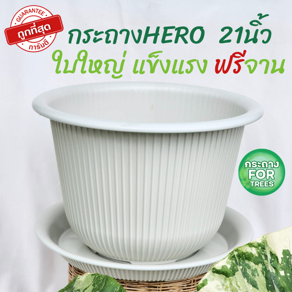 รุ่นใหม่กระถาง Hero กระถางสีขาวพลาสติกหนามาก มินิมอลขนาด 15,18,21,นิ้ว ฟรีจานรอง ราคาถูก