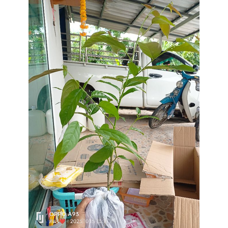 ต้นมันปู กินยอดอ่อนได้ ขนาดต้น40-60ซม.ต้นสวยแข็งแรง ปลูกลงดินได้เลย ราคา ถูกที่สุด ดีลบีเคเค แกลเลอรีภาพที่ 3