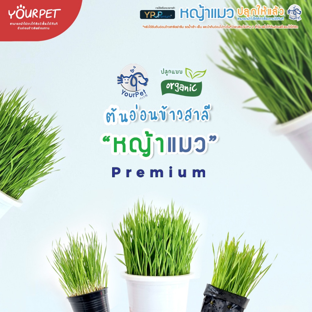 หญ้าแมว พร้อมทาน [ส่งด่วน] ส่งเป็นกระถางพร้อมต้น ต้นอ่อนข้าวสาลีปลูกแล้ว หญ้าแมวปลูกให้แล้ว