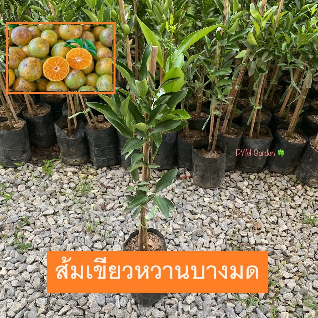 ต้นส้มบางมด ส้มเขียวหวานบางมด (Citrus Reticulata Blanco) เพาะเเบบติดตา รับประกันพันธุ์เเท้ (รับประกันสินค้า!!)