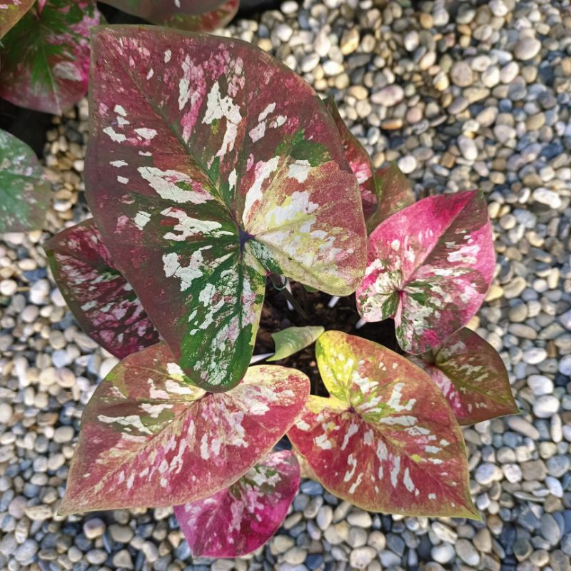 ศิลาหุ้มทอง บอนสี ได้ต้นตรงตามตัวเลือก ส่งของทุกวัน