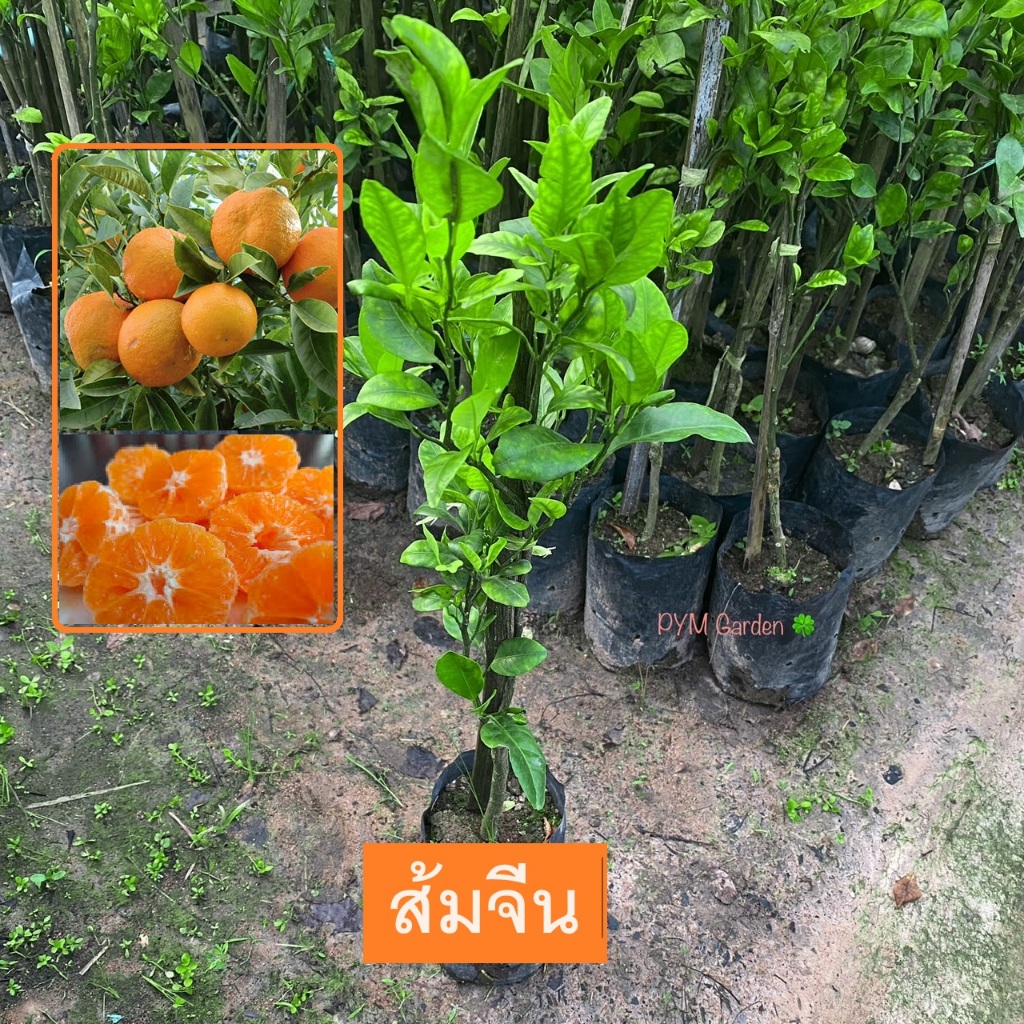 ต้นส้มจีน ส้มเกลี้ยง (Sweet orange) เสียบยอด รับประกันพันพันธุ์เเท้ ไม้ยืนต้นขนาดกลาง ให้ผล (รับประกัน ส่งใหม่ฟรี หากสิน
