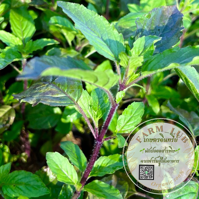 ต้นกระเพรา กระเพราแดง Thai Hot Basil /Thai Herb ผักสวนครัว ผักปลอดสารพิษ Organic100%